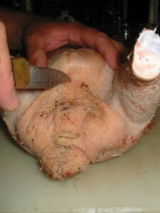 10 225x300 How to Process Meat Birds – Graphic (Picture Heavy) Part Two