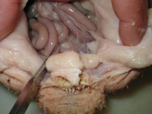 12 300x225 How to Process Meat Birds – Graphic (Picture Heavy) Part Two