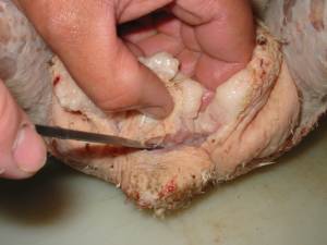 13 300x225 How to Process Meat Birds – Graphic (Picture Heavy) Part Two