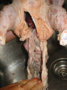15 225x300 How to Process Meat Birds – Graphic (Picture Heavy) Part Two