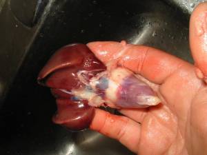 16 300x225 How to Process Meat Birds – Graphic (Picture Heavy) Part Two