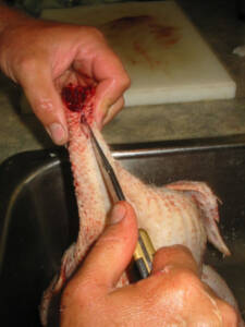 17 225x300 How to Process Meat Birds – Graphic (Picture Heavy) Part Two