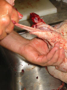 18 225x300 How to Process Meat Birds – Graphic (Picture Heavy) Part Two