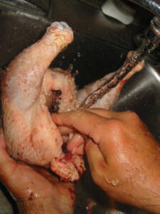20 225x300 How to Process Meat Birds – Graphic (Picture Heavy) Part Two