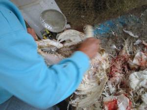 21 300x225 How to Process Meat Birds – Graphic (Picture Heavy) Part One