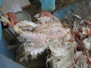 221 300x225 How to Process Meat Birds – Graphic (Picture Heavy) Part One