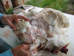 23 300x225 How to Process Meat Birds – Graphic (Picture Heavy) Part One