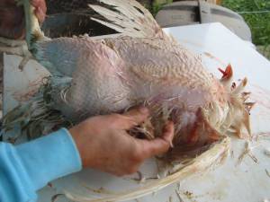 24 300x225 How to Process Meat Birds – Graphic (Picture Heavy) Part One