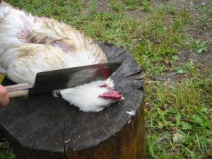 3 300x225 How to Process Meat Birds – Graphic (Picture Heavy) Part One