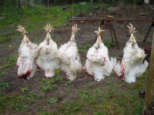4 300x225 How to Process Meat Birds – Graphic (Picture Heavy) Part One
