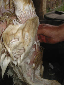 6 225x300 How to Process Meat Birds – Graphic (Picture Heavy) Part One
