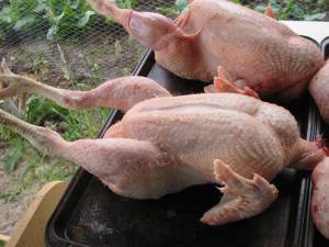 7 300x225 How to Process Meat Birds – Graphic (Picture Heavy) Part One