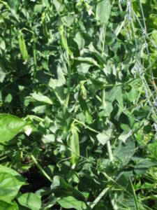 How To Never Buy Pea Seed Again IMG 2920 225x300 How To Never Buy Pea Seed Again
