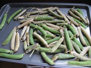 How To Never Buy Pea Seed Again IMG 3226 300x225 How To Never Buy Pea Seed Again