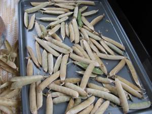 How To Never Buy Pea Seed Again IMG 3227 300x225 How To Never Buy Pea Seed Again
