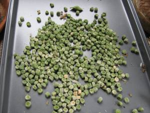 How To Never Buy Pea Seed Again IMG 3228 300x225 How To Never Buy Pea Seed Again