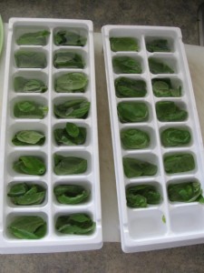 Preserving Basil Basil Apr 24 11 2 225x300 Preserving Basil