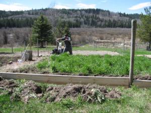 Garden Preparation and Tilling IMG 4541 300x225 Garden Preparation and Tilling