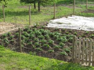How To Get Started on the Path to Providing for Your Family potatoes hilled 1 Jun 19 09 300x225 How To Get Started on the Path to Providing for Your Family