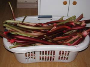 The Veggie Garden and Berry Beds...and More Rhubarb IMG 4707 300x225 The Veggie Garden and Berry Beds...and More Rhubarb
