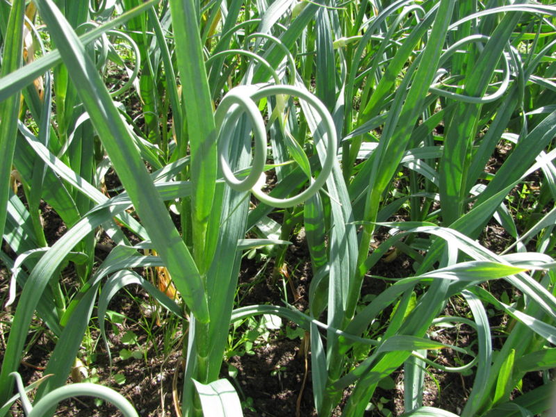 Growing Garlic Part 1 Country Living and Garlic Farming in BC