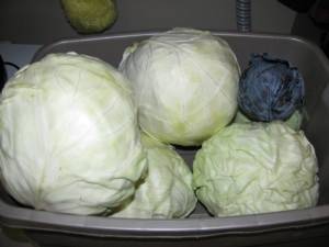 Tucking Your Yard In For The Winter Part 1 final cabbage harvest Oct 18 2010 300x225 Tucking Your Yard In For The Winter Part 1