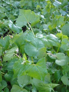 Tucking Your Yard in for Winter Part 2 The Garden flowering buckwheat july 21 225x300 Tucking Your Yard in for Winter Part 2 The Garden