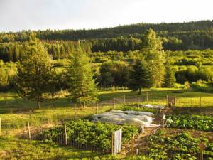 Tucking Your Yard in for Winter Part 2 The Garden garden July 2 09 2 300x225 Tucking Your Yard in for Winter Part 2 The Garden