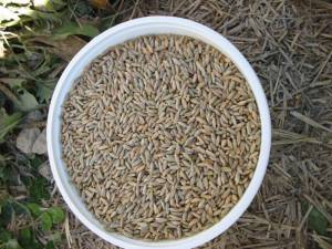 Tucking Your Yard in for Winter Part 2 The Garden rye 300x225 Tucking Your Yard in for Winter Part 2 The Garden