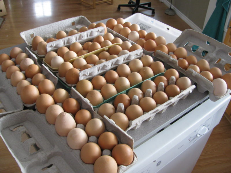How Do Eggs Get From The Farm To The Table at Shirleen Smith blog
