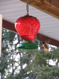 Wilds Birds of our Valley IMG 0621 225x300 Wilds Birds of our Valley