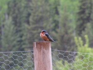 Wilds Birds of our Valley IMG 28072 300x225 Wilds Birds of our Valley