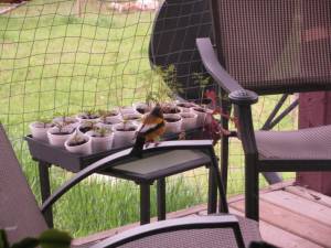 Wilds Birds of our Valley IMG 2808 300x225 Wilds Birds of our Valley