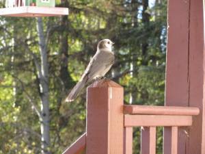 Wilds Birds of our Valley IMG 3329 300x225 Wilds Birds of our Valley