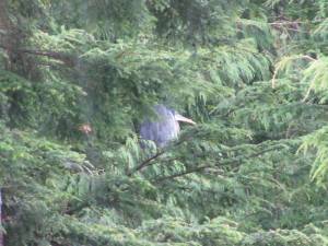 Herons IMG 5188 300x225 Herons