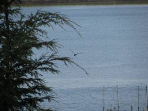 Herons IMG 5519 300x225 Herons
