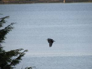 Herons IMG 5520 300x225 Herons