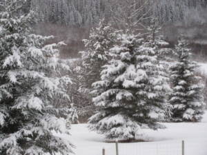 IMG 5695 300x225 Winter Pictures and Bear Hunting