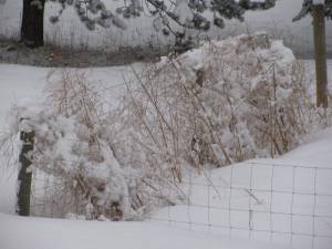 IMG 5696 300x225 Winter Pictures and Bear Hunting