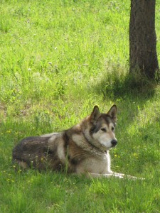 Sir Jun 091 225x300 Da Wolf   Wordless Wednesday