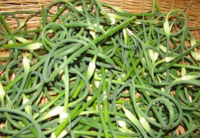 garlic scapes july 18 10 garlic scapes july 18 10