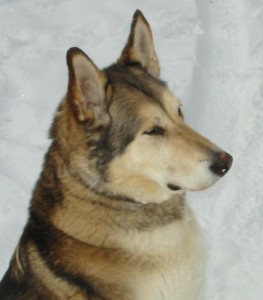 sir Jan 20081 263x300 Da Wolf   Wordless Wednesday