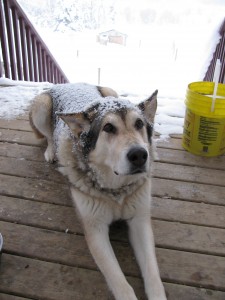 snowolf 2 225x300 Da Wolf   Wordless Wednesday