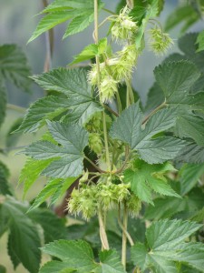 Growing Hops Wordless Wednesday IMG 11412 225x300 Growing Hops Wordless Wednesday
