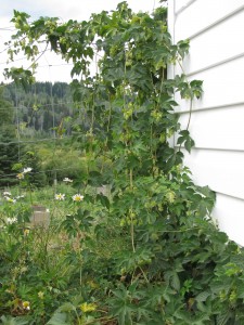Growing Hops Wordless Wednesday IMG 11421 225x300 Growing Hops Wordless Wednesday