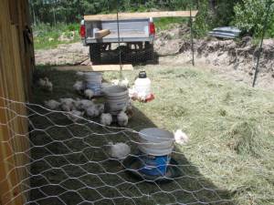 Leading Chickens to Slaughter IMG 2850 300x225 Leading Chickens to Slaughter