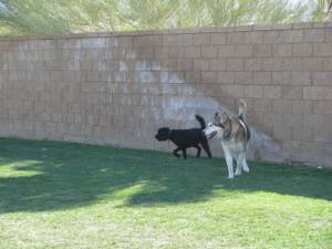 When da Wolf Met Tessy IMG 5826 300x225 When da Wolf Met Tessy