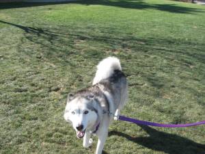 When da Wolf Met Tessy IMG 5830 300x225 When da Wolf Met Tessy