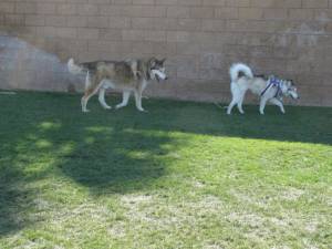 When da Wolf Met Tessy IMG 5836 300x225 When da Wolf Met Tessy