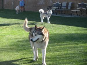 When da Wolf Met Tessy IMG 5839 300x225 When da Wolf Met Tessy